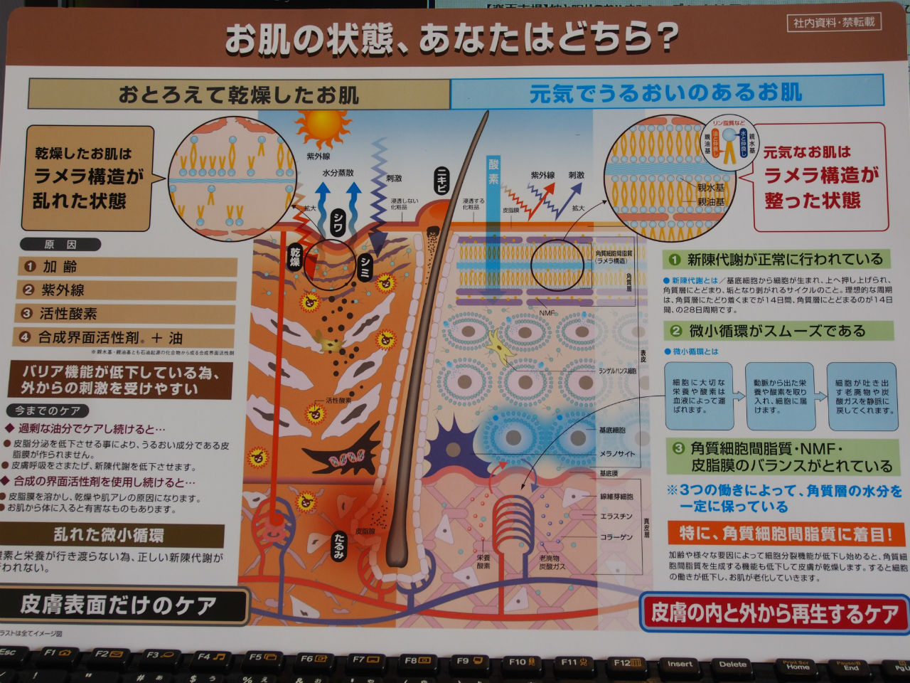 http://www.kimura-biyoten.com/blog/P42213641.jpg